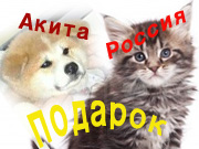 シベリア猫＆秋田犬